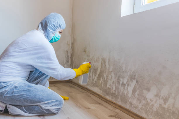 Professional mold removal team in Calvin